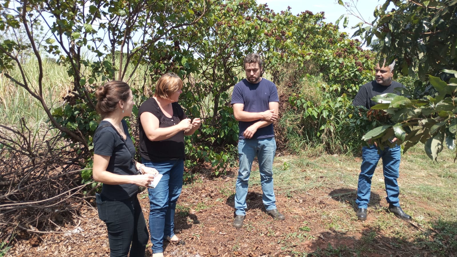 Aporte tecnológico, digital e sustentável no processo de produção, colheita, pós-colheita, administração e logística da COAPAV
